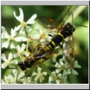 Tenthredo amoena - Blattwespe 07.jpg